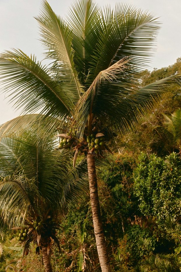 A coconut palm tree with coconuts hanging from it, surrounded by dense green foliage under an overcast sky.
